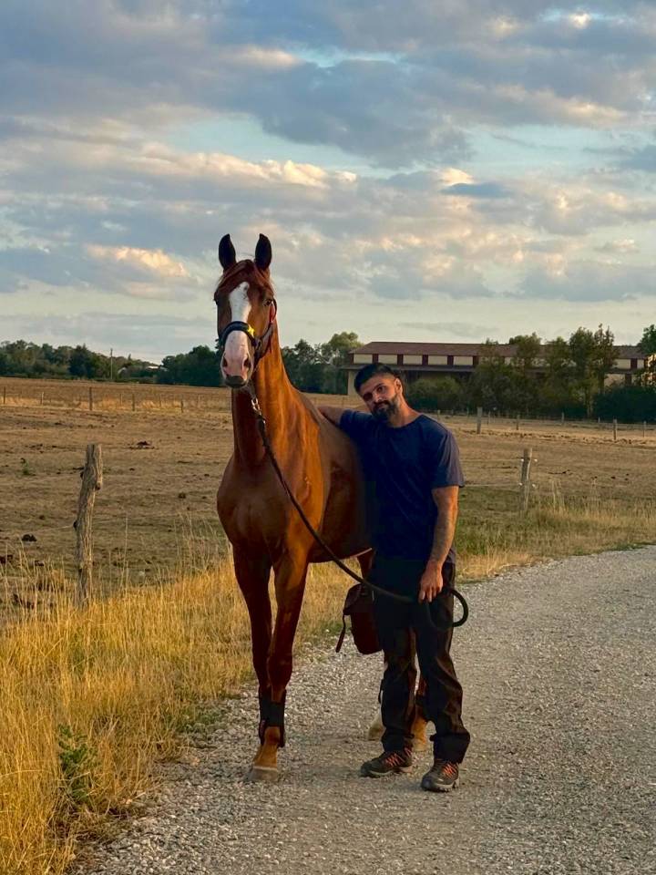 Stallion KWPN Dutch Warmblood For sale 2024 Chesnut