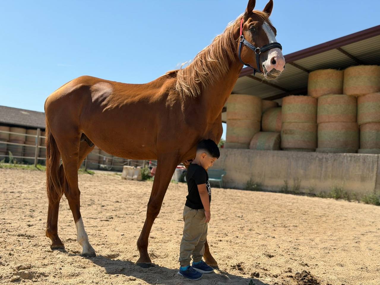 Stallion KWPN Dutch Warmblood For sale 2024 Chesnut