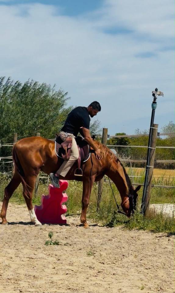 Stallion KWPN Dutch Warmblood For sale 2024 Chesnut