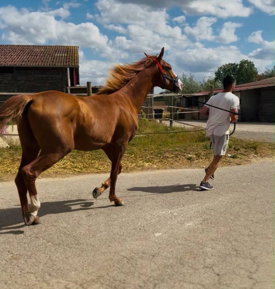Stallion KWPN Dutch Warmblood For sale 2024 Chesnut