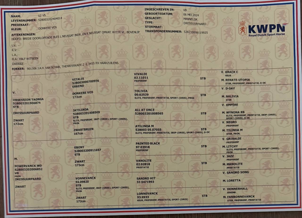 Entire KWPN Dutch Warmblood For sale 2024 Chesnut