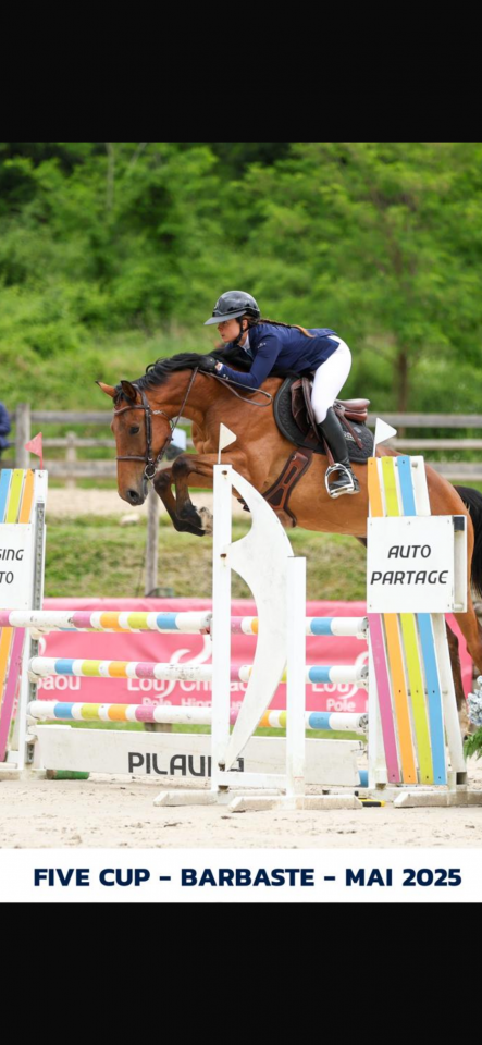 Mare BWP Belgian Warmblood For sale 2021 Bay