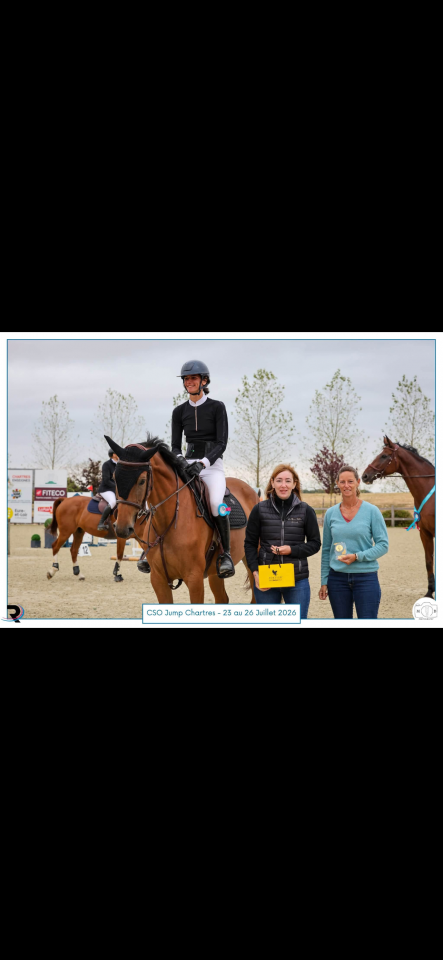 Mare BWP Belgian Warmblood For sale 2021 Bay