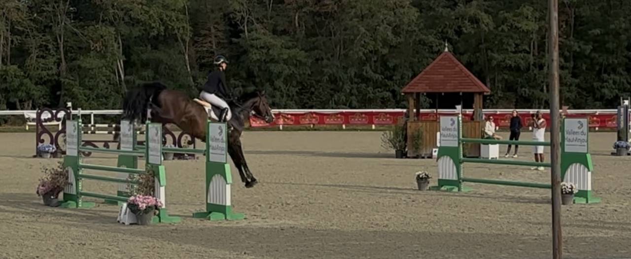 Gelding KWPN Dutch Warmblood For sale 2018 Dark Bay