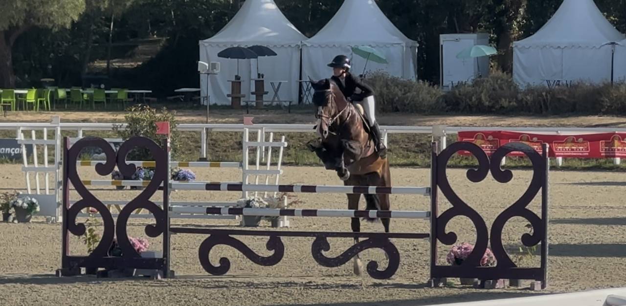 Gelding KWPN Dutch Warmblood For sale 2018 Dark Bay