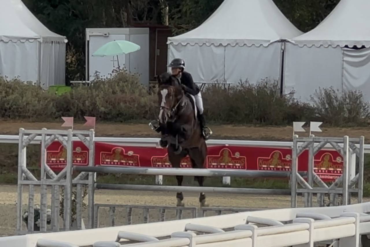 Gelding KWPN Dutch Warmblood For sale 2018 Dark Bay