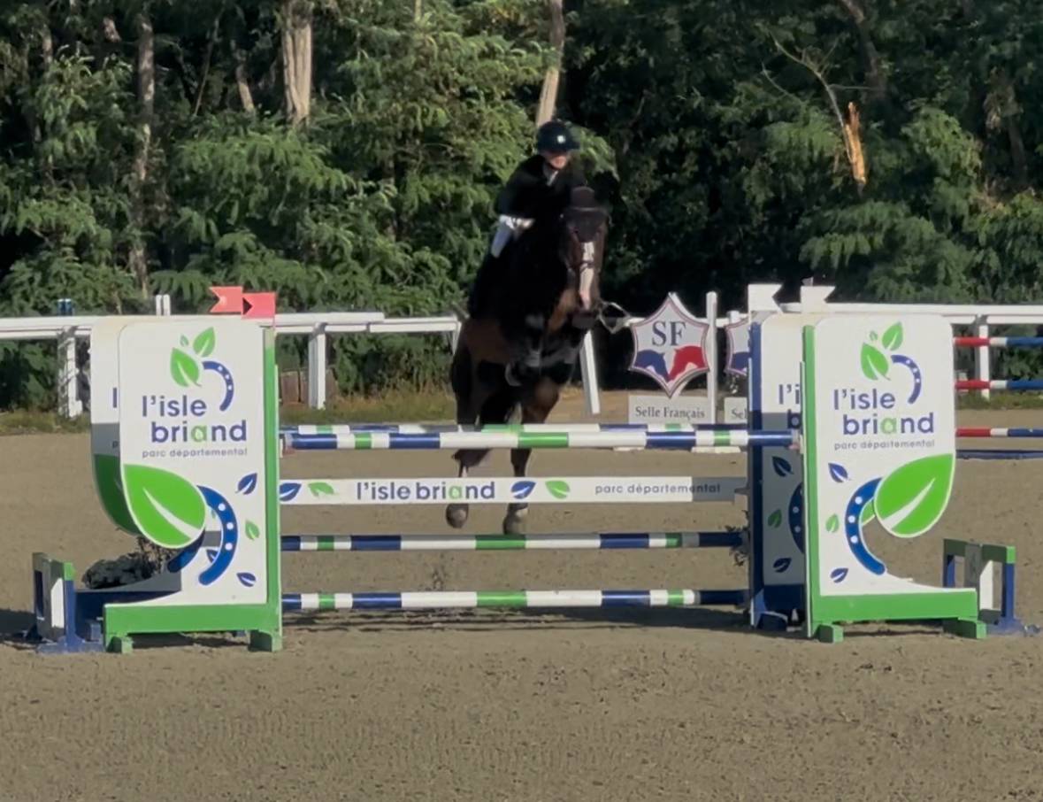 Gelding KWPN Dutch Warmblood For sale 2018 Dark Bay