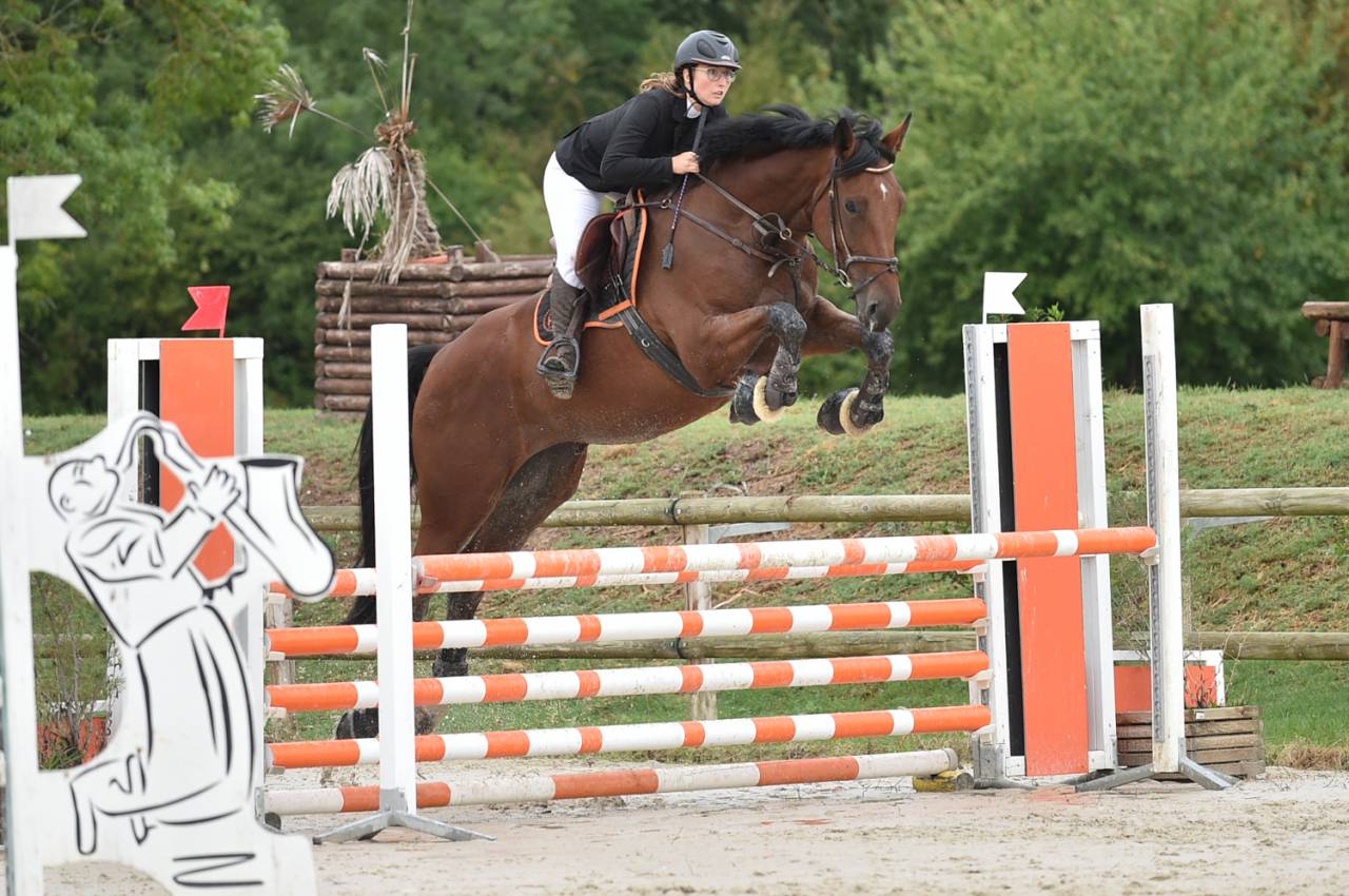 Mare BWP Belgian Warmblood For sale 2016 Bay