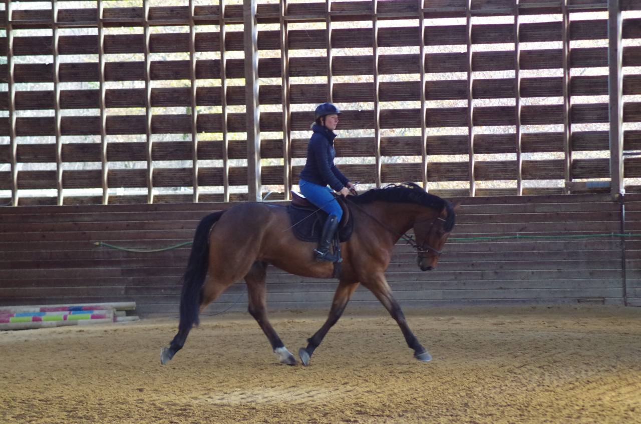 Mare BWP Belgian Warmblood For sale 2016 Bay