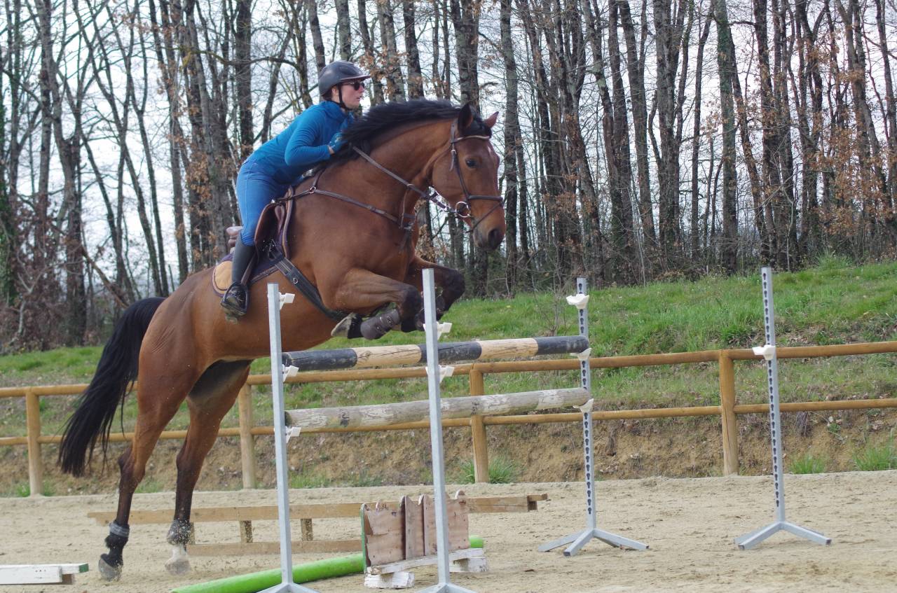 Mare BWP Belgian Warmblood For sale 2016 Bay