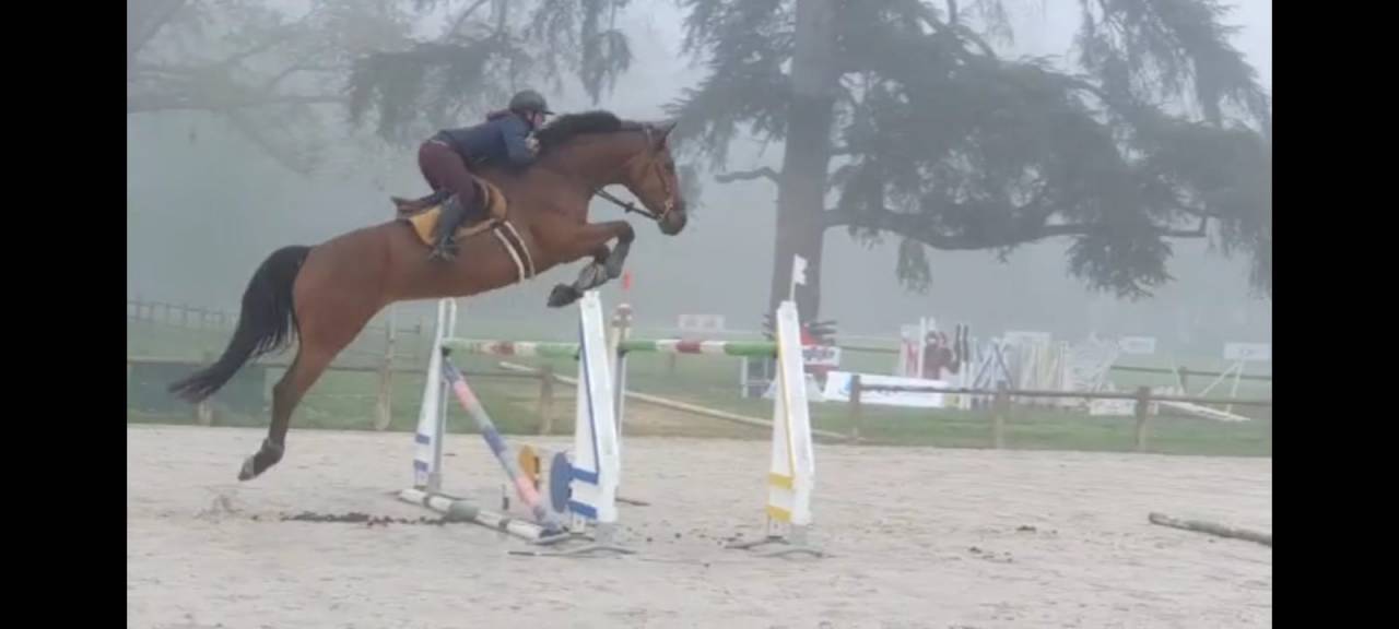 Mare BWP Belgian Warmblood For sale 2016 Bay
