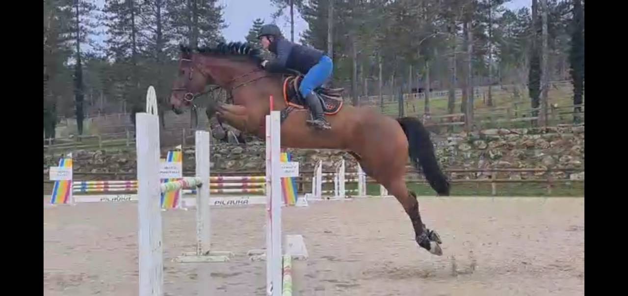 Mare BWP Belgian Warmblood For sale 2016 Bay