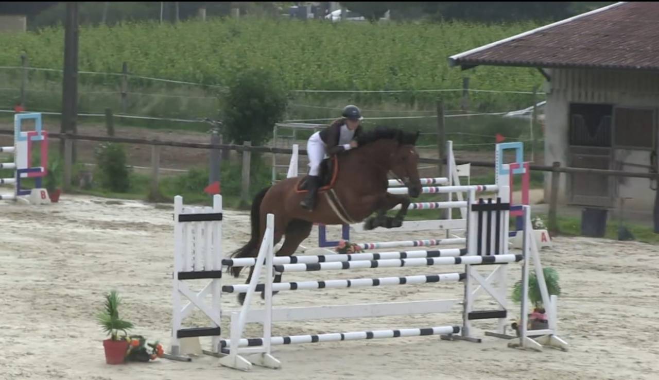 Mare BWP Belgian Warmblood For sale 2016 Bay