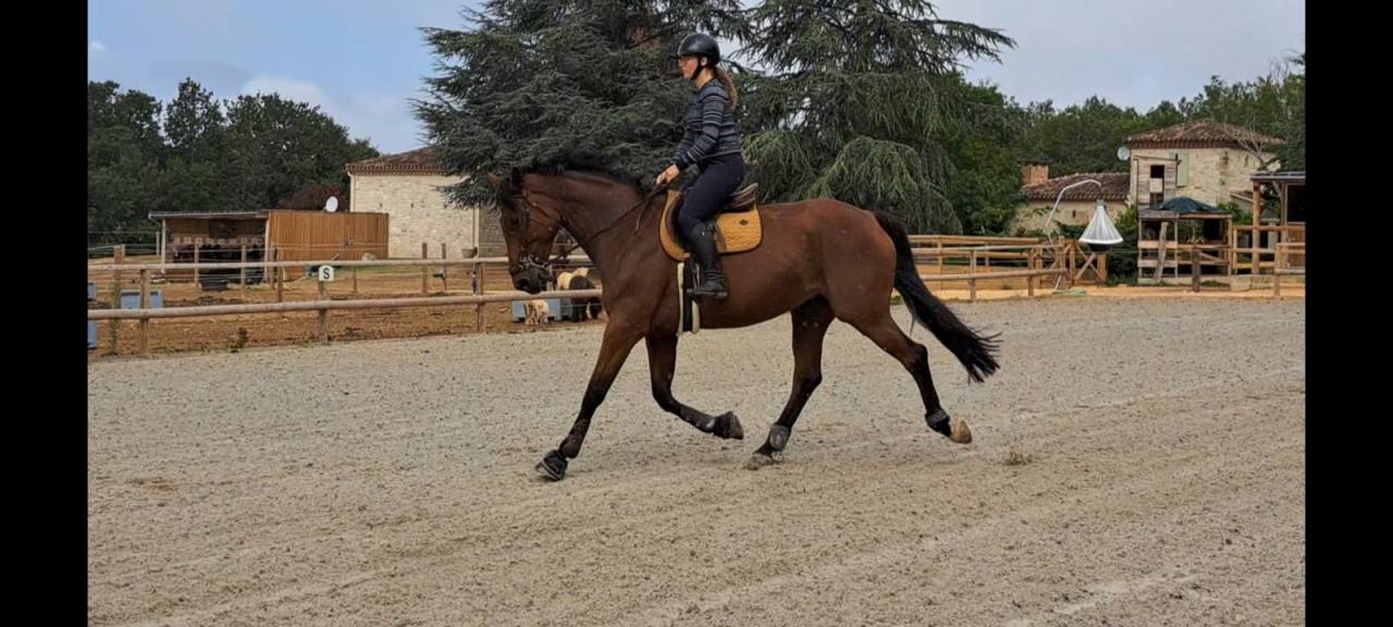 Mare BWP Belgian Warmblood For sale 2016 Bay