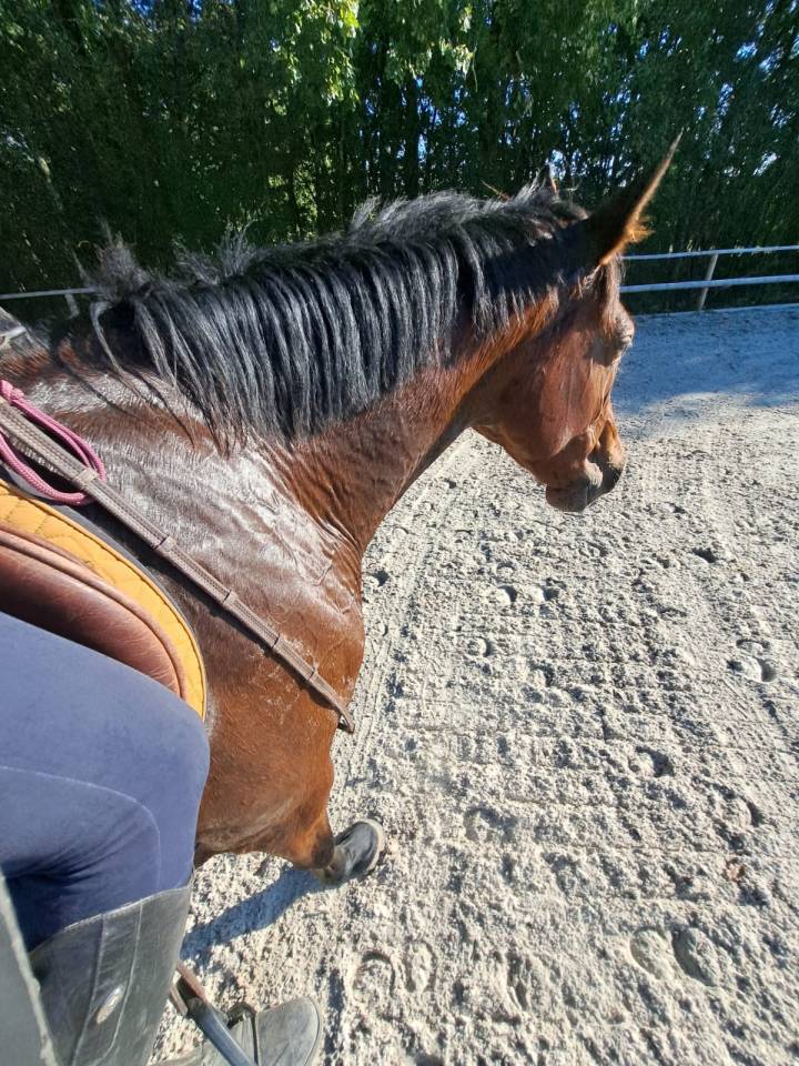 Mare BWP Belgian Warmblood For sale 2016 Bay