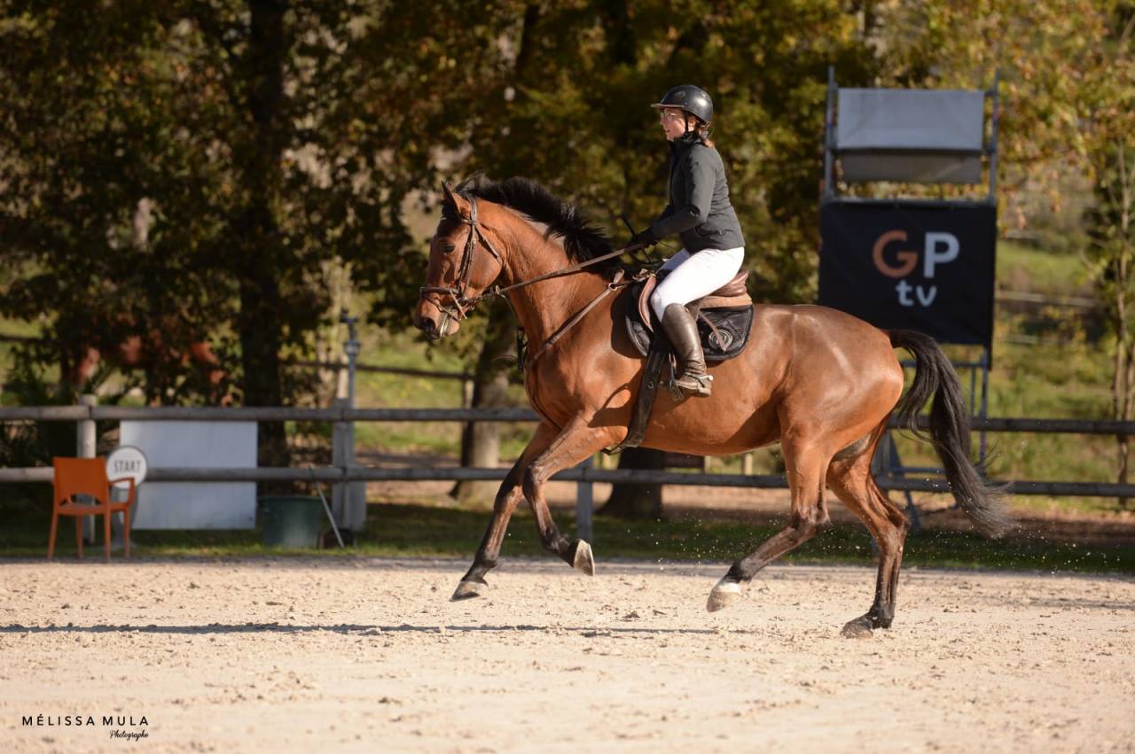 Mare BWP Belgian Warmblood For sale 2016 Bay
