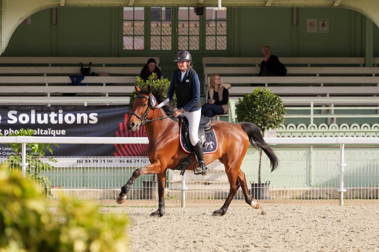 Gelding Zangersheide For sale 2018 Bay
