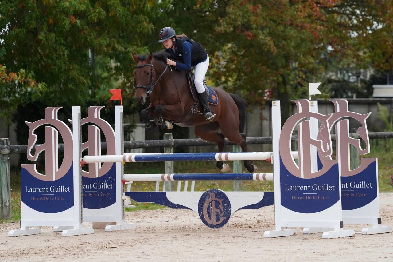 Gelding Zangersheide For sale 2018 Bay