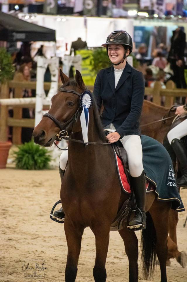 Gelding Zangersheide For sale 2018 Bay