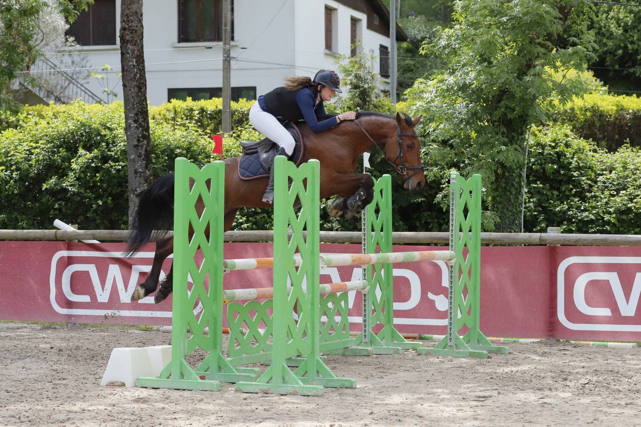 Gelding Zangersheide For sale 2018 Bay