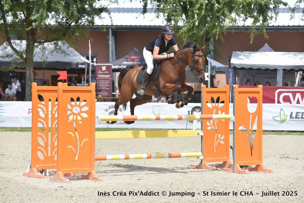 Gelding Zangersheide For sale 2018 Bay