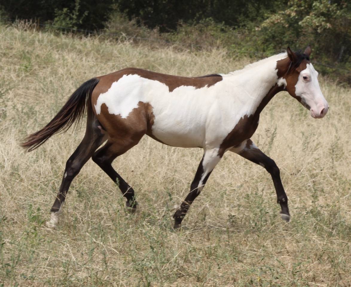 Gelding Paint For sale 2025 Overo