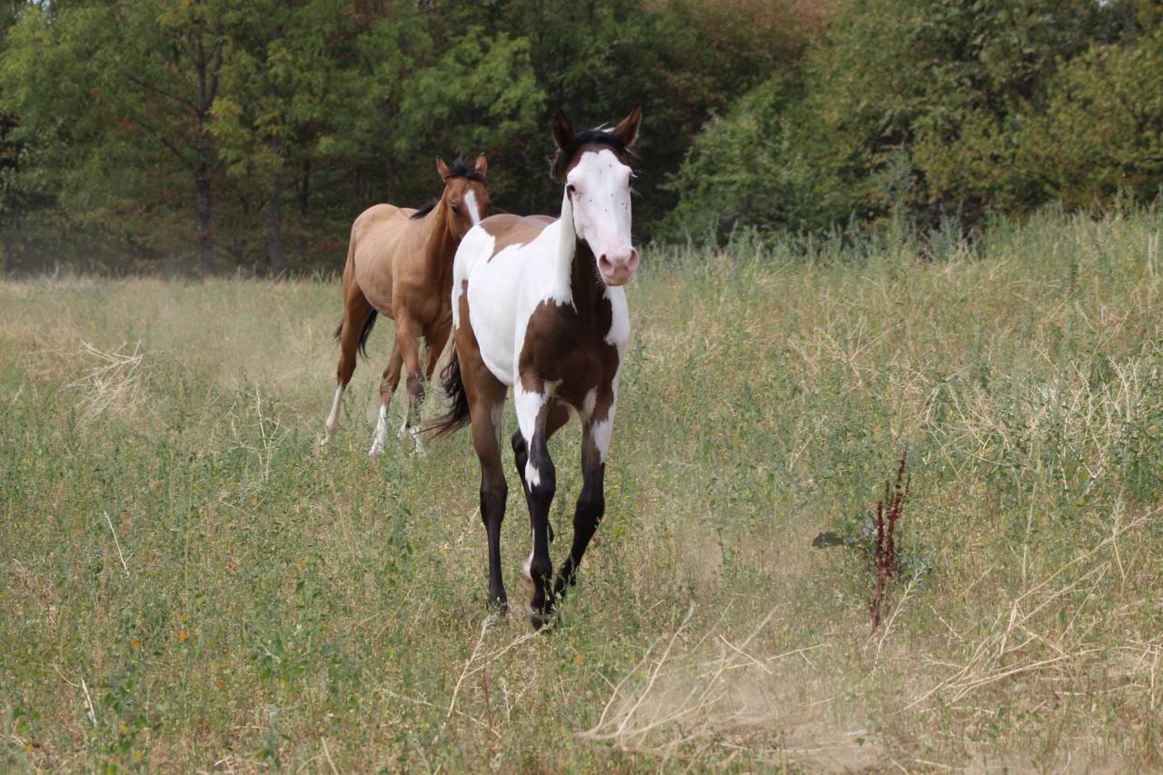 Gelding Paint For sale 2025 Overo