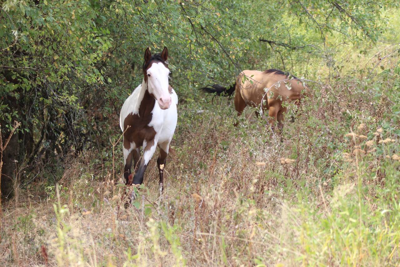 Gelding Paint For sale 2025 Overo