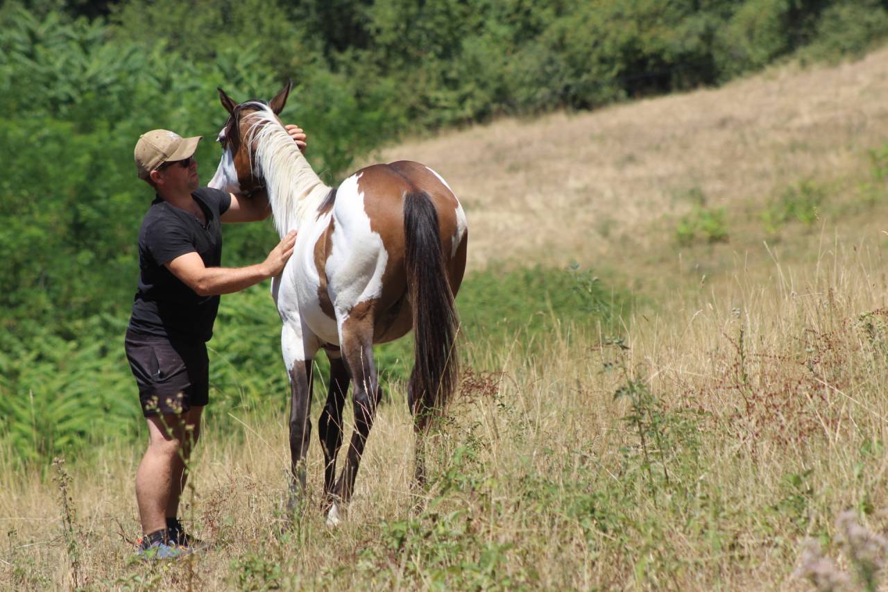 Gelding Paint For sale 2025 Overo