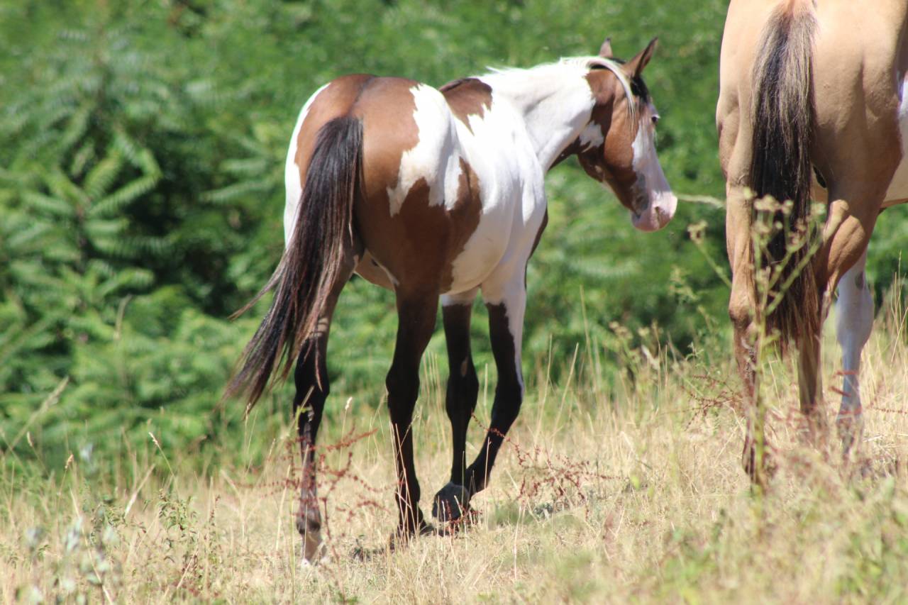 Gelding Paint For sale 2025 Overo