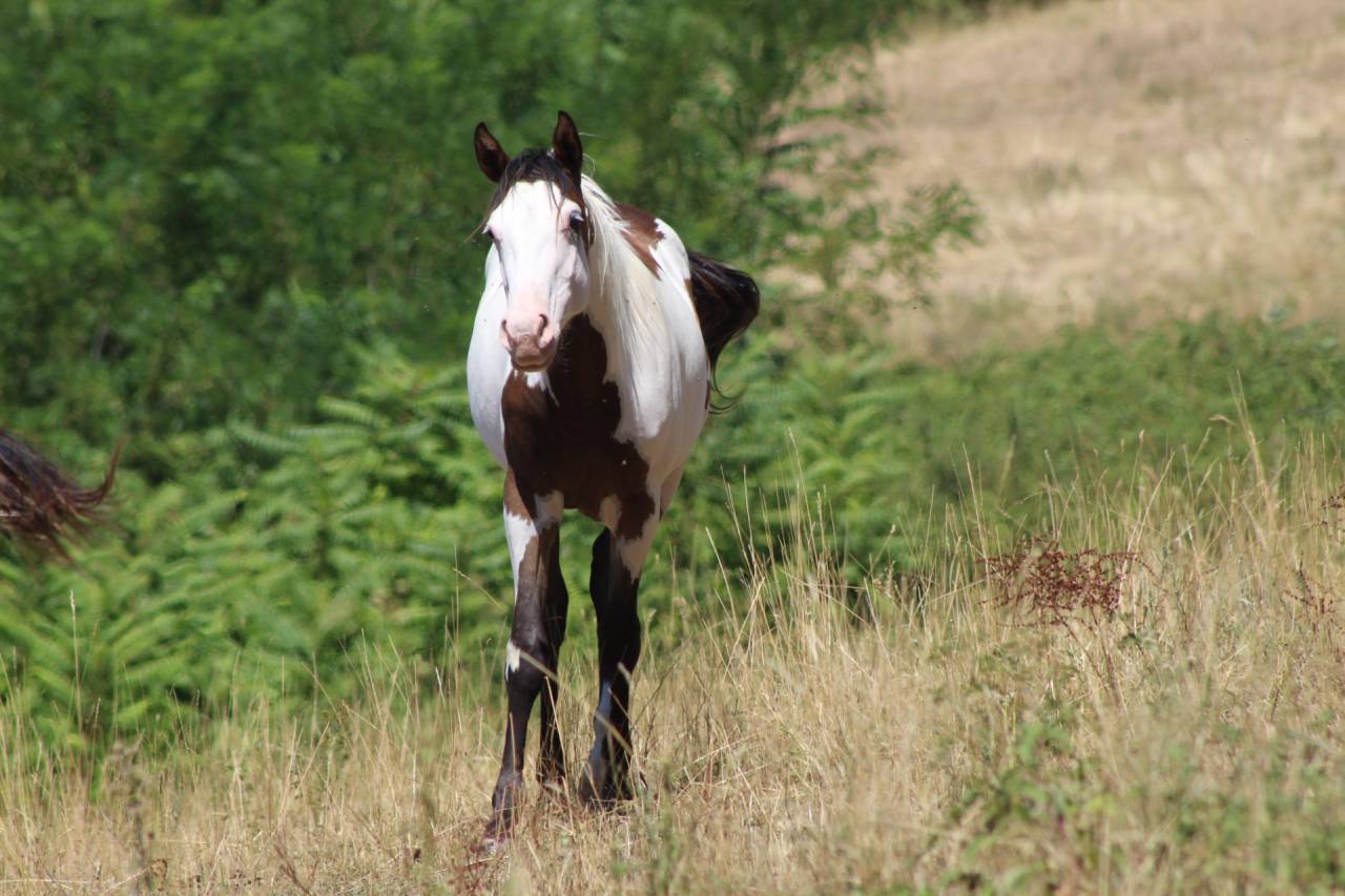 Gelding Paint For sale 2025 Overo