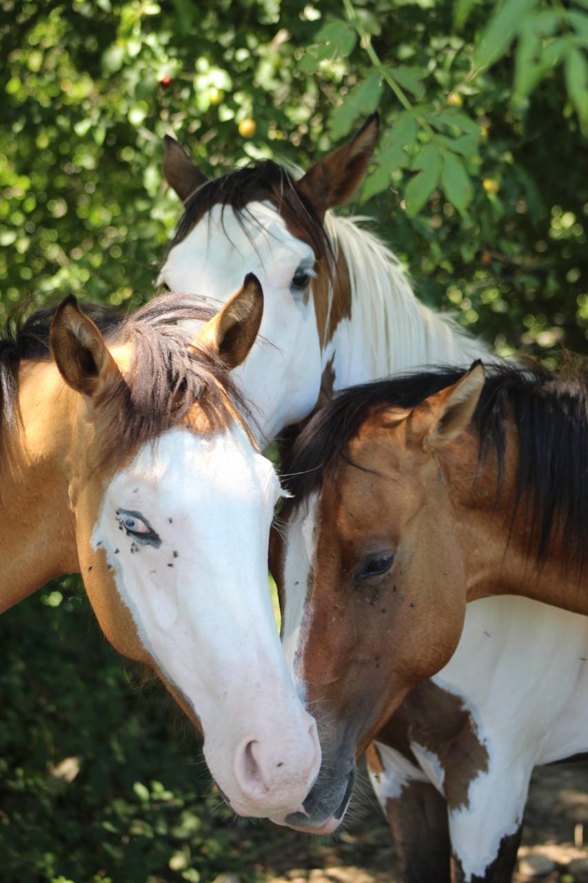 Gelding Paint For sale 2025 Overo