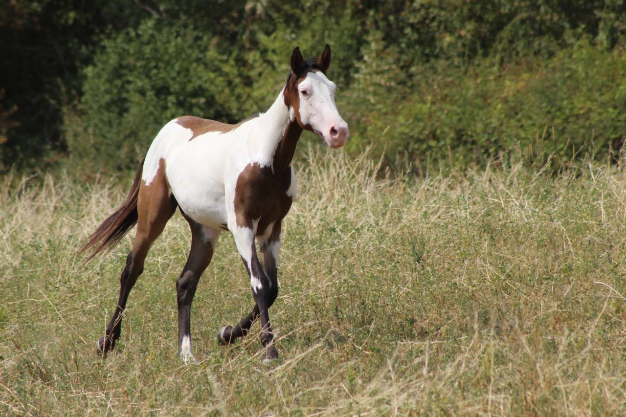 Gelding Paint For sale 2025 Overo