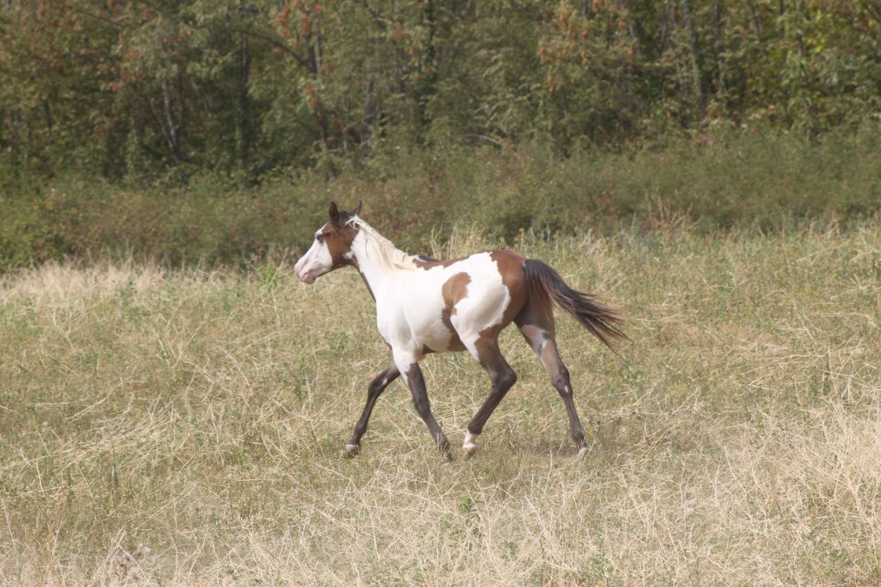 Gelding Paint For sale 2025 Overo