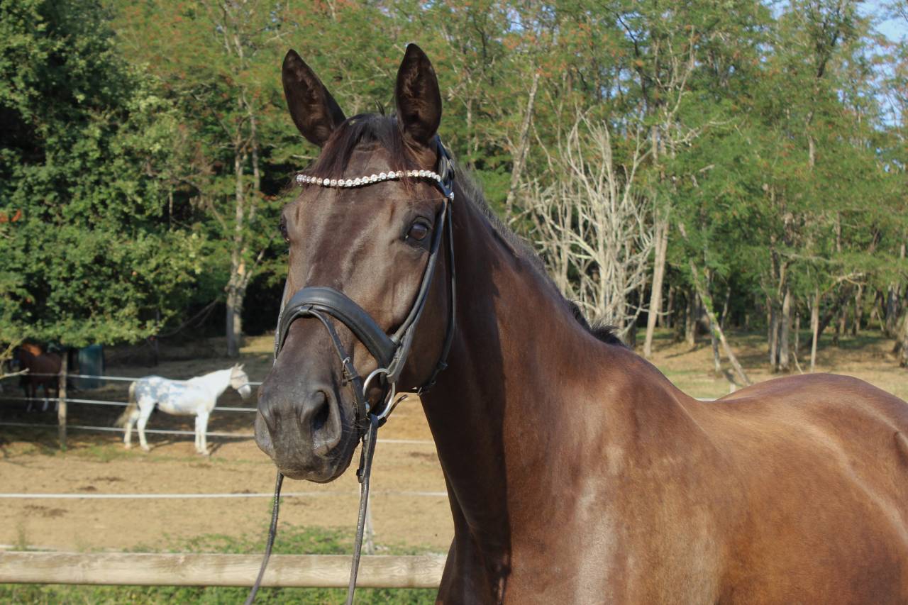 Mare Origin Recorded For sale 2022 Black