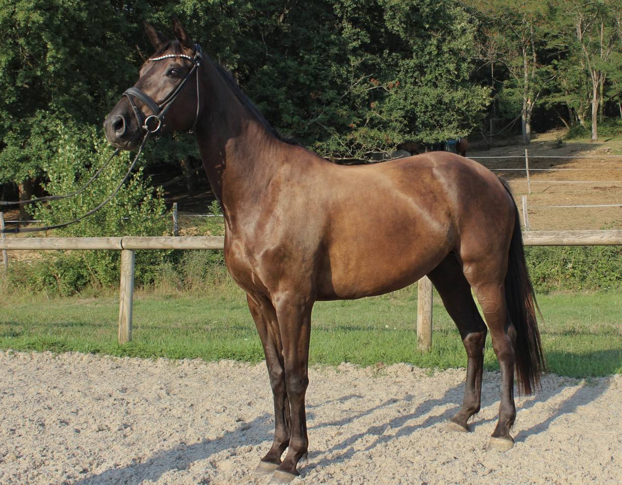 Mare Origin Recorded For sale 2022 Black