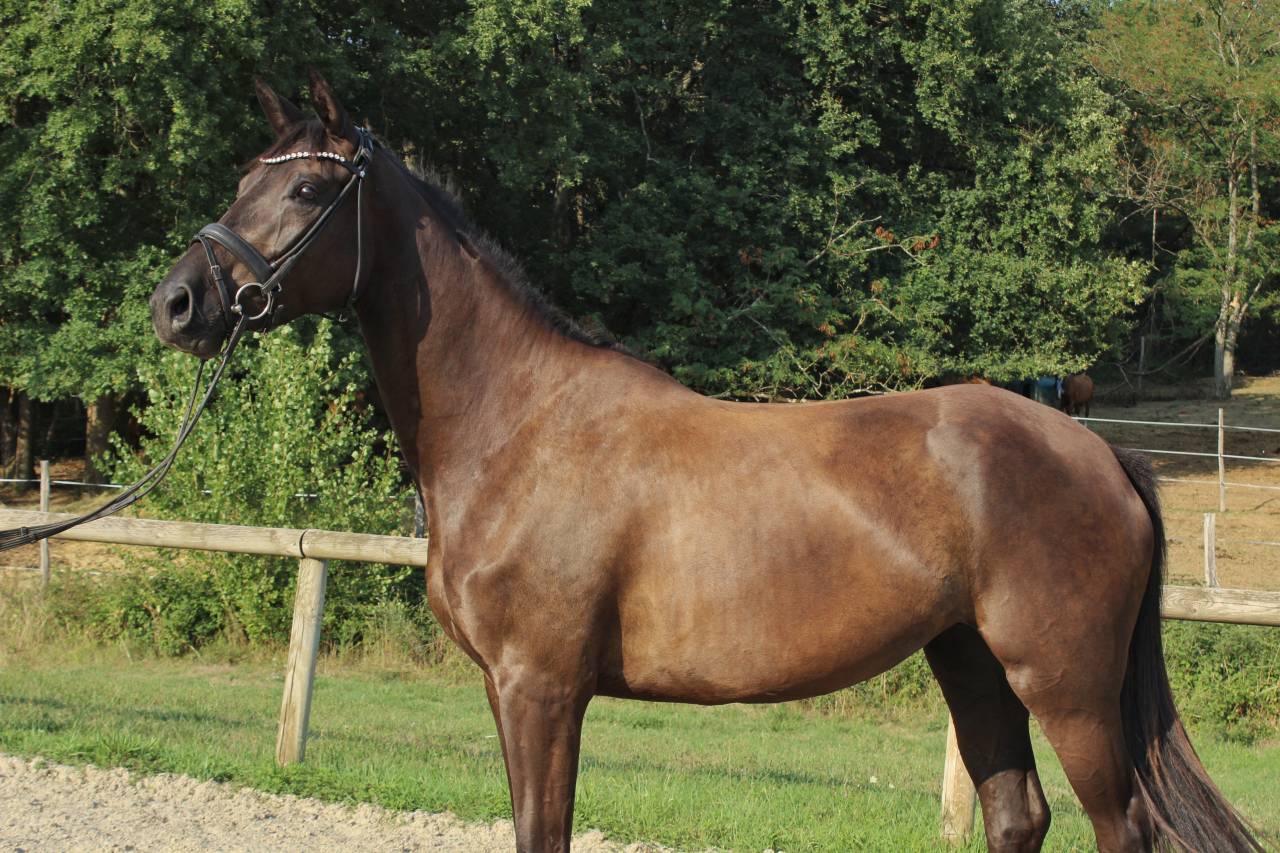 Mare Origin Recorded For sale 2022 Black