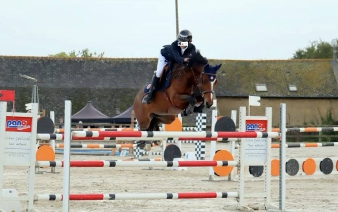 Mare French Saddle Pony For loan 2009 Bay