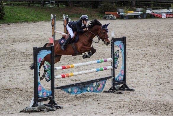 Mare French Saddle Pony For loan 2009 Bay