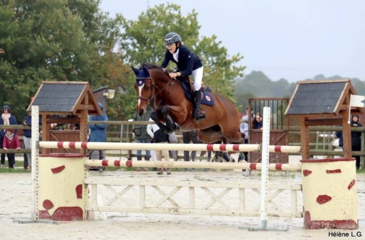 Mare French Saddle Pony For loan 2009 Bay