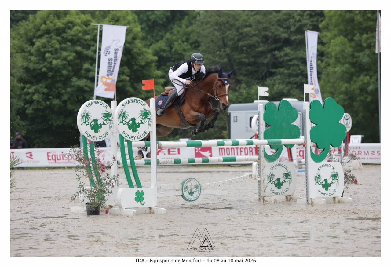 Mare French Saddle Pony For loan 2009 Bay