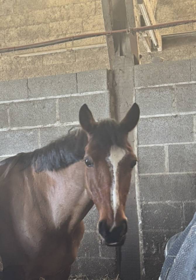 Mare French Saddle Pony For loan 2009 Bay
