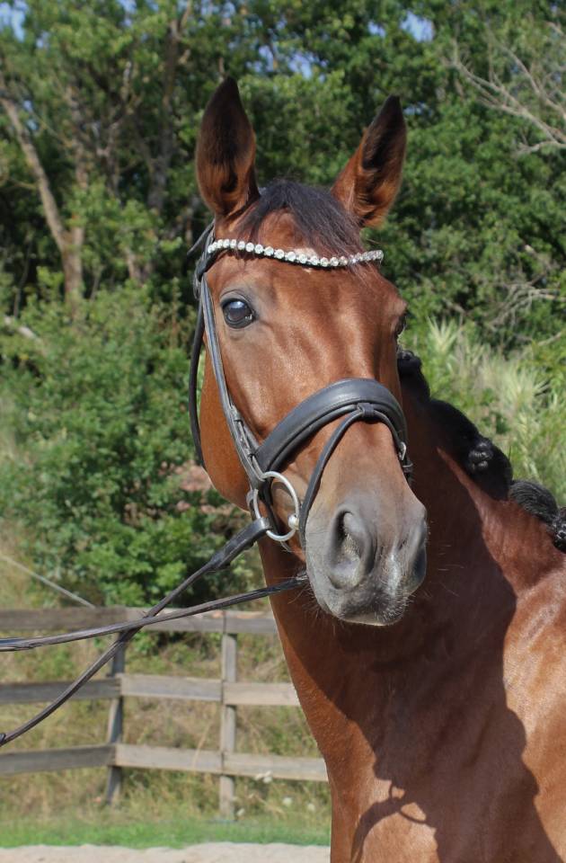 Mare Origin Recorded For sale 2021 Bay