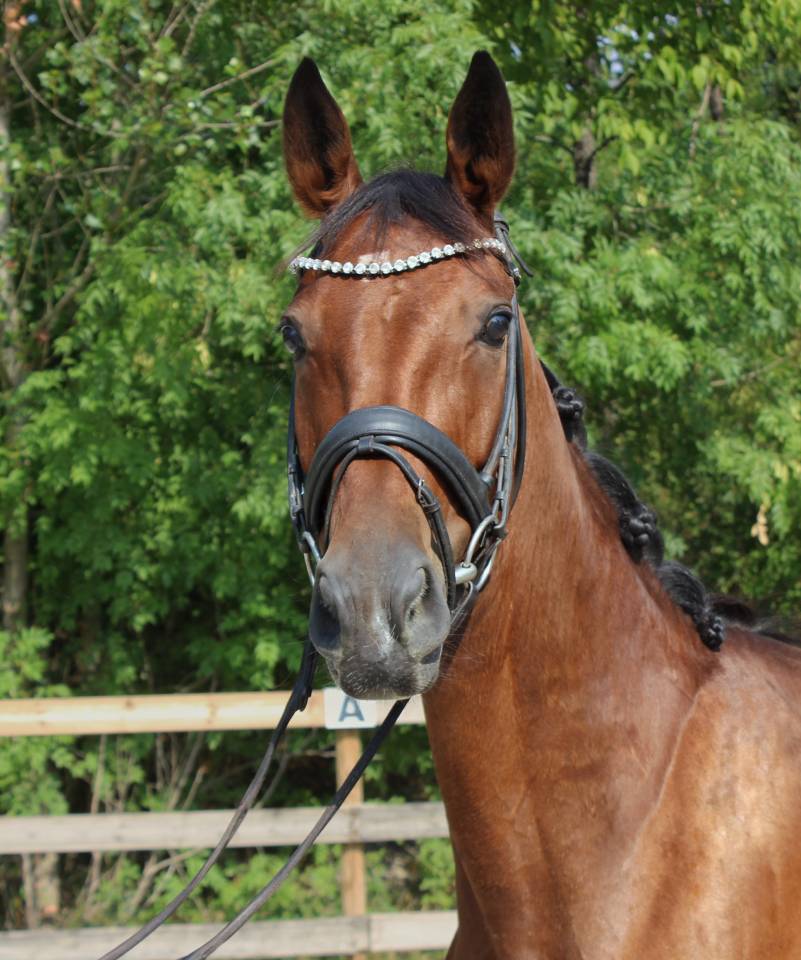 Mare Origin Recorded For sale 2021 Bay
