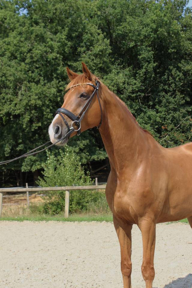 Gelding Oldenburg For sale 2018 Chesnut