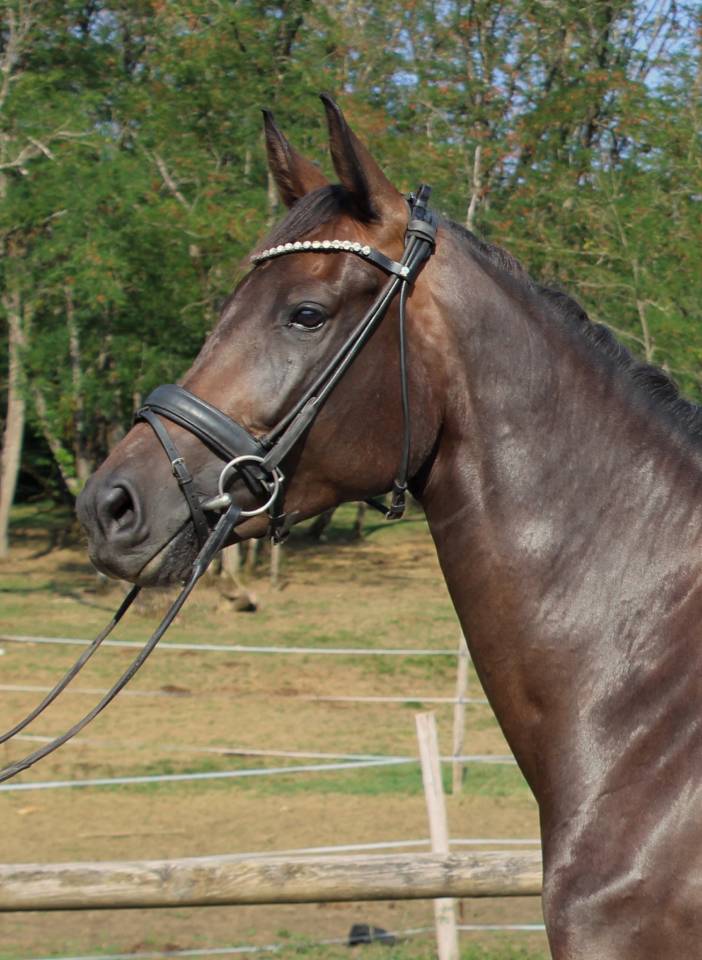 Mare KWPN Dutch Warmblood For sale 2020 Black