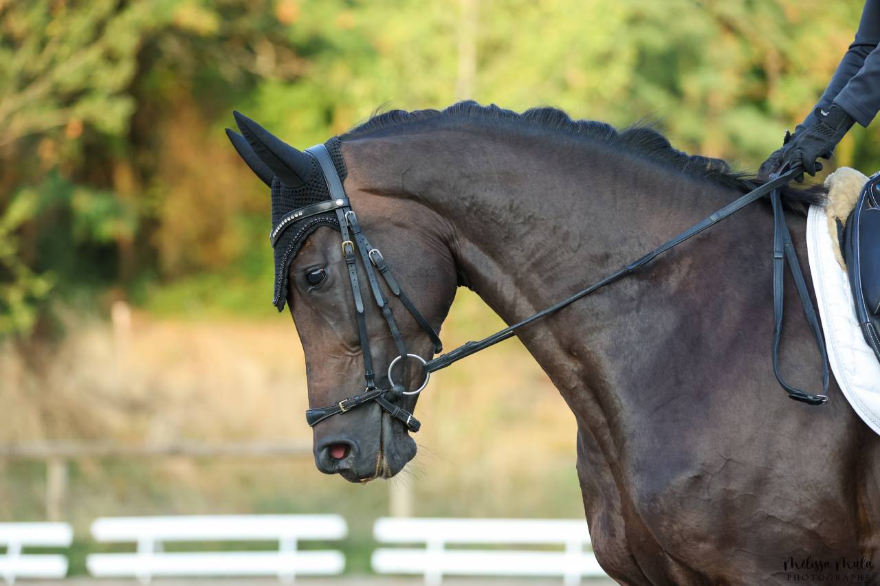 Mare KWPN Dutch Warmblood For sale 2020 Black