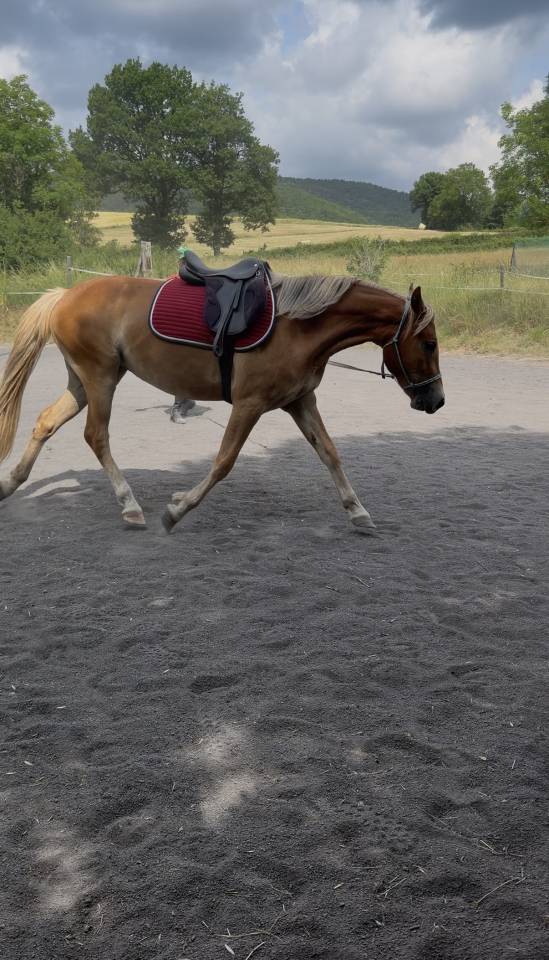 Mare New Forest For sale 2024 Chesnut