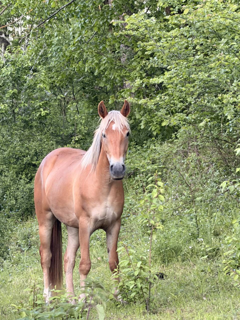 Mare New Forest For sale 2024 Chesnut
