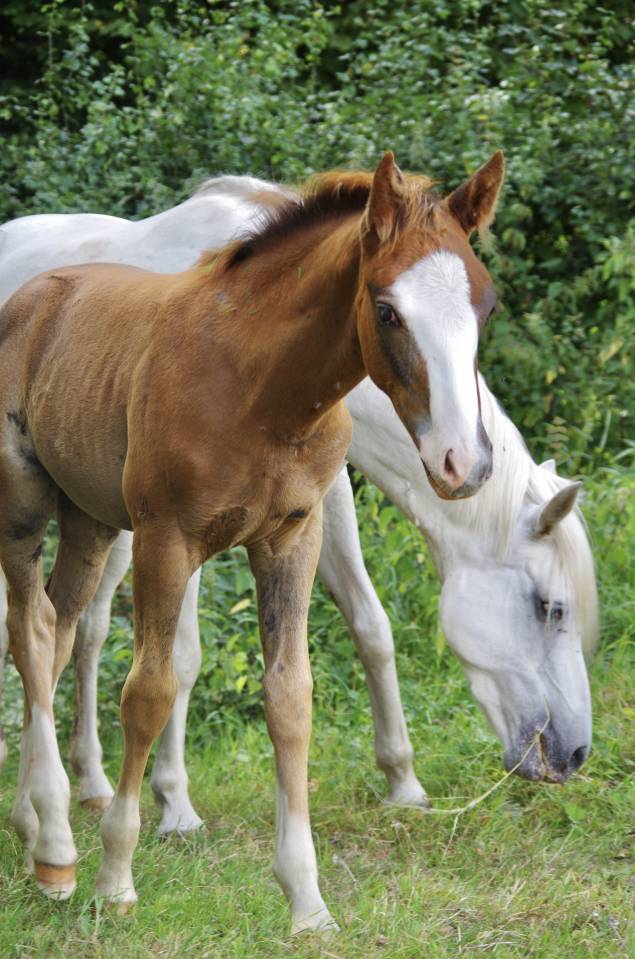 Entire French Saddle Pony For sale 2026 Chesnut